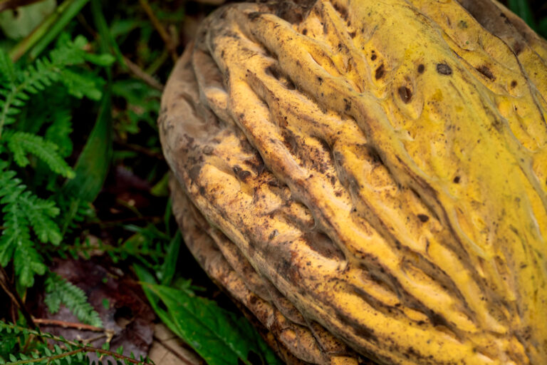 Ecuador: Home of the World’s Finest Cacao